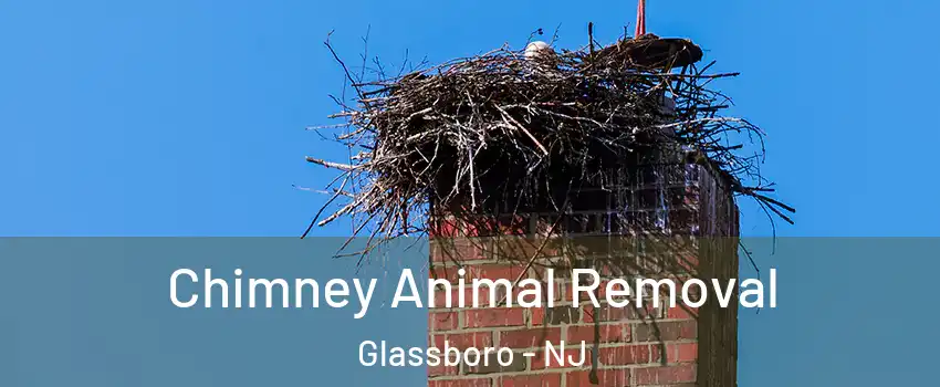  Chimney Animal Removal Glassboro - NJ