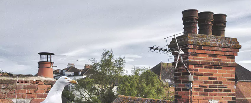 Chimney Cleaning And Restoration in Glassboro, New Jersey